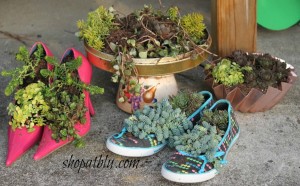 Succulent decor