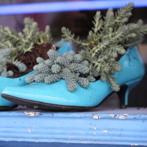 shopatblu spring succulent planters aqua shoes