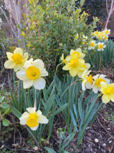 Shopatblu Spring yard daffodils ready YARD READY