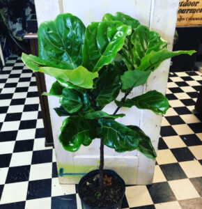 shopatblu the blue building antiques who to progagate a fiddle leaf fig