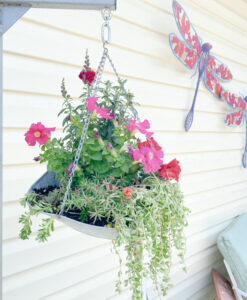 shopatblu planting succulent garden decor and tips seedum